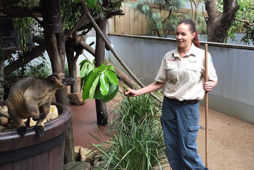 Dreamworld wildlife supervisor Alana Legge said the joey would stay close to its mother for some time.