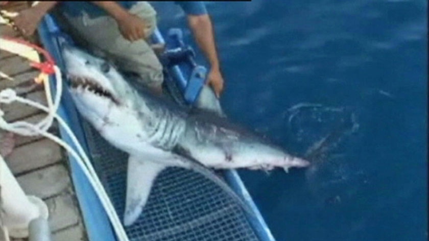 Australian exporters linked to Red Sea shark attacks