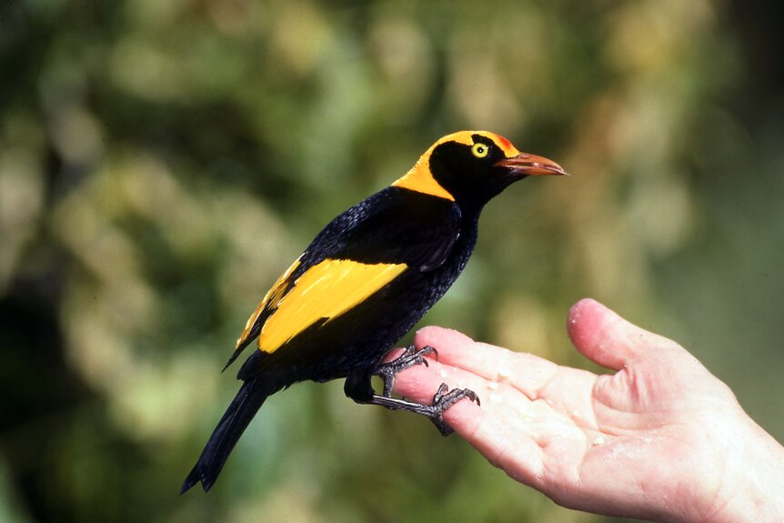 A bright yellow and black bird sits on a man's hand.