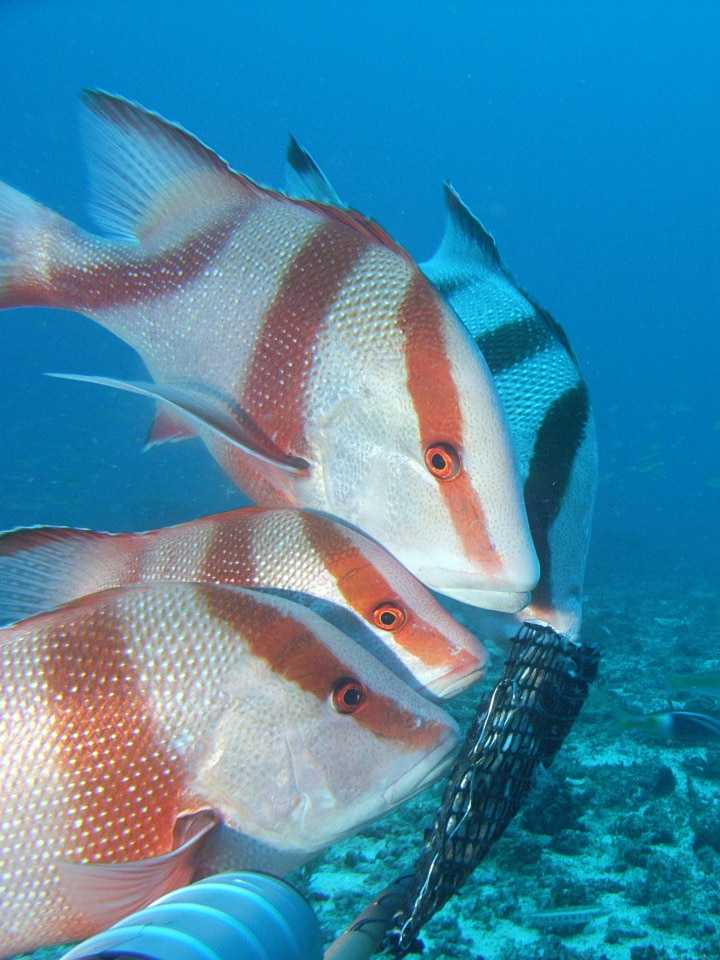 Red and white striped fish near the sea floor
