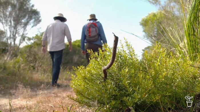 Two men walking on a bush track past shrubs on the side of the path