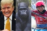 A composite image with a photo of Donald Trump, a gorilla statue and a female athlete kayaking
