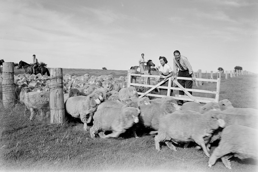 Sheep mustering in NSW