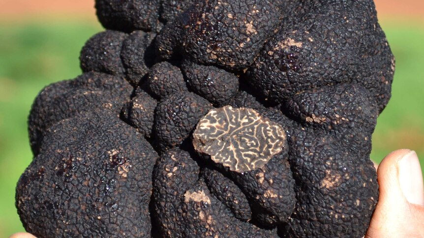 WA truffle set for record harvest