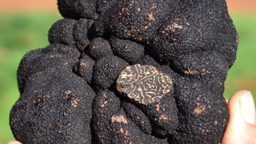 A close up photo of a hand holding a truffle.