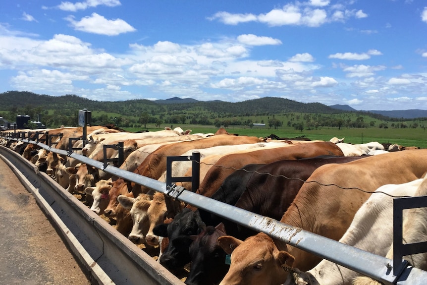 Cattle eating in a feedlot with green hills behind.