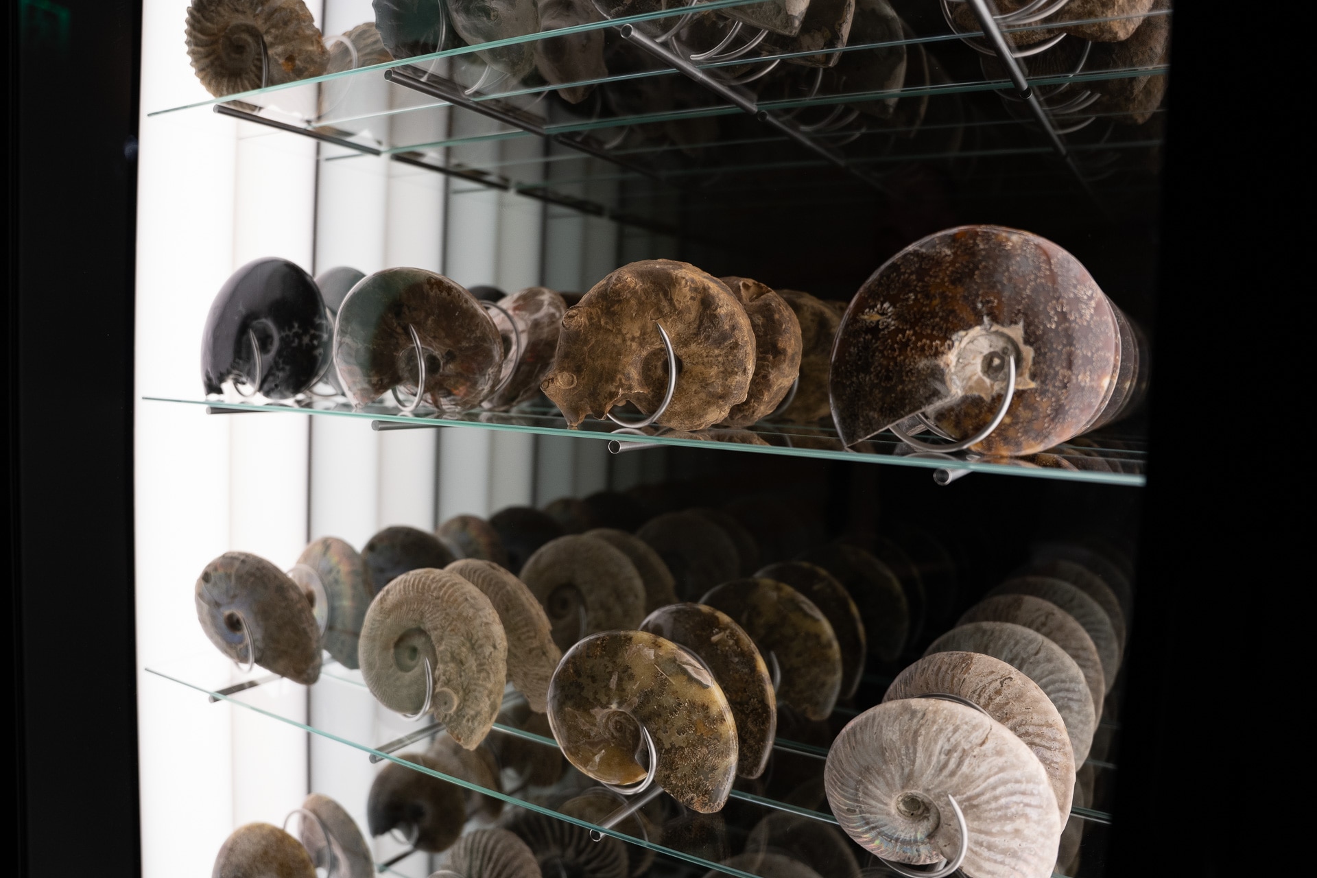 Ammonite fossils sitting in a vending machine.