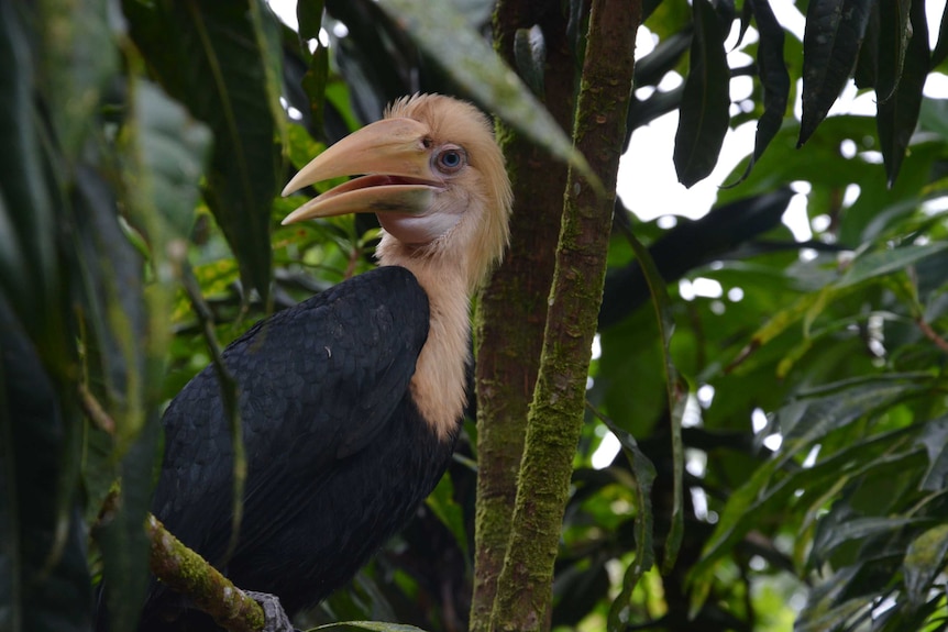 Solomon island Baby hornbill