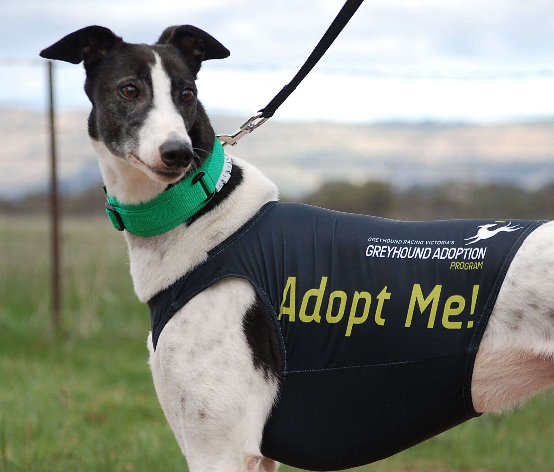 Greyhound Adoption Program celebrates 20 years of re-homing retired ...