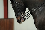 Restrictive noseband