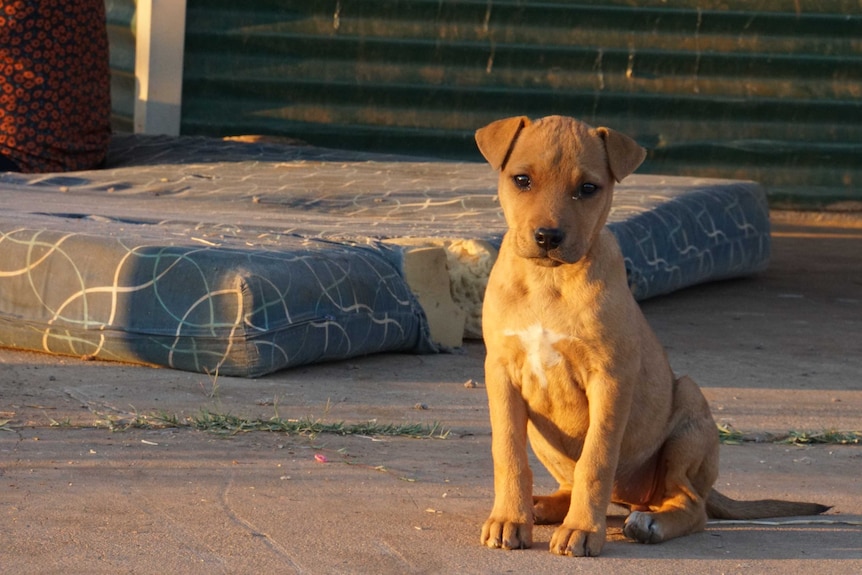 Puppy at Wangkatjungka