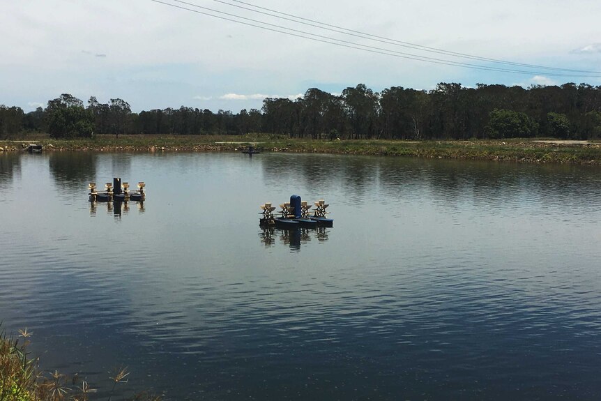 A pond on a prawn farm wiped out by white spot disease, south of Brisbane