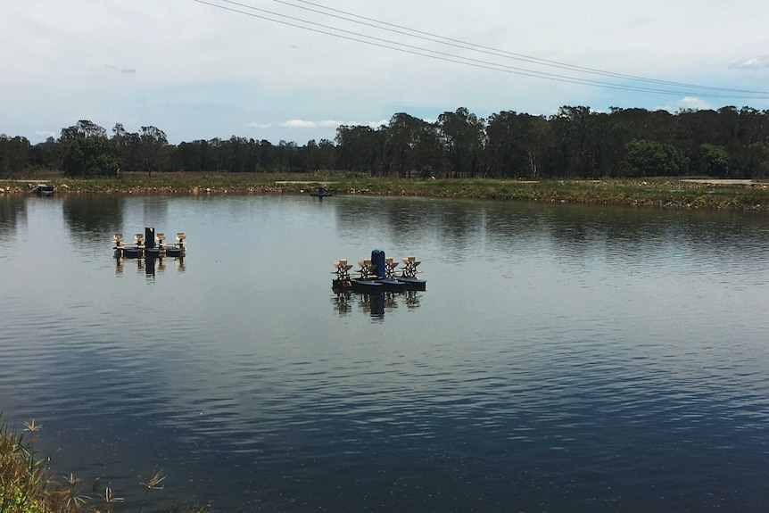 A pond on a prawn farm wiped out by white spot disease