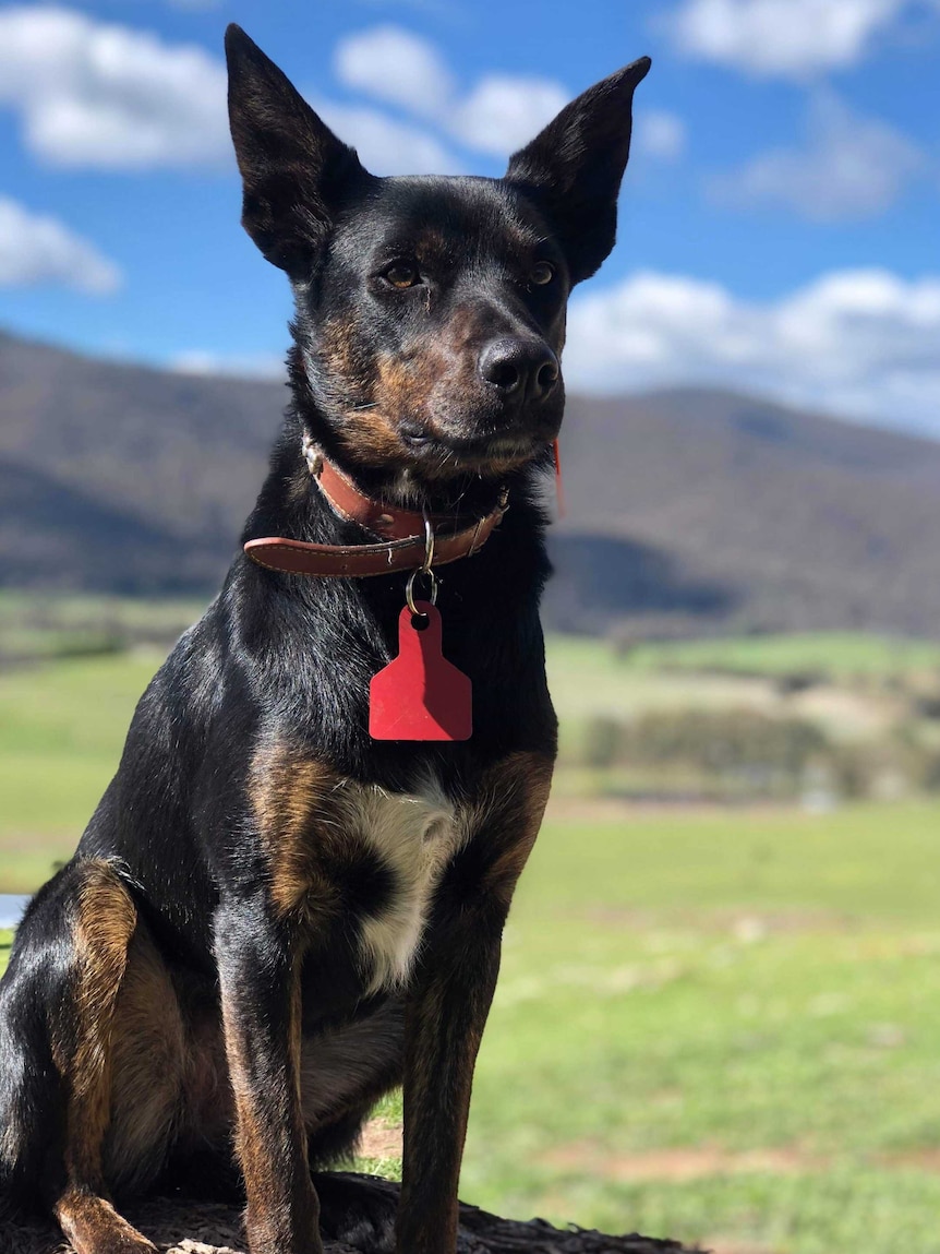 The dog, Ezra Ezra was stabbed to death at Glen Creek, in northern Victoria.