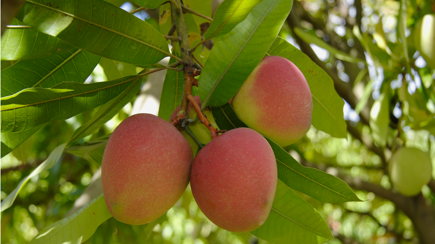 three mangoes on a tree.