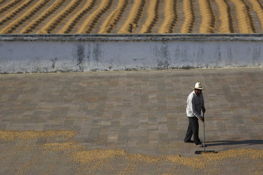 A middle-aged man wearing a white hat sweeps coffee beans in front of a plantation on a sunny day.