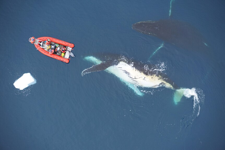 aerial shot of rubber boat near whales