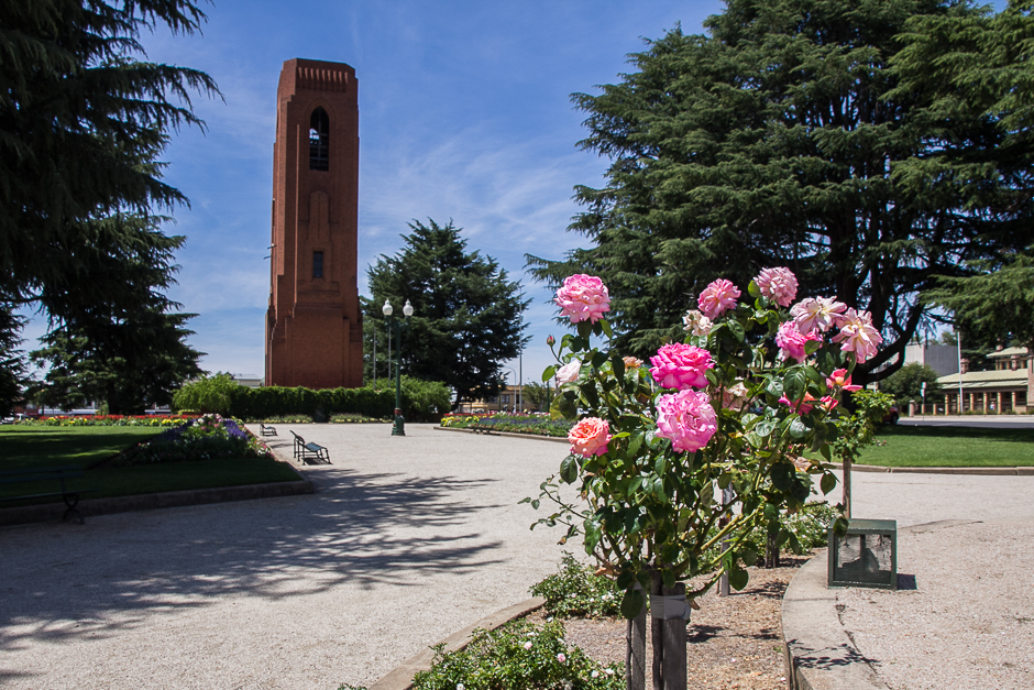 Roses in the foreground of a park with a war memorial in the background