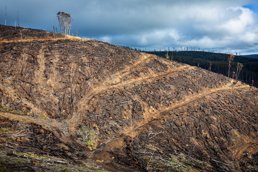 A logging coupe on the slope of Mount Matlock shows a few trees still standing.