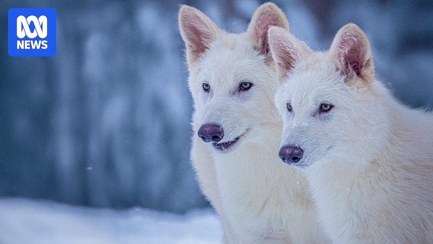 bc0a8ec1326527e5662dc956d94ab80f