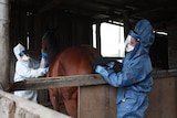 Veterinarian checks temperature of horse suspected of contracting the Hendra virus.