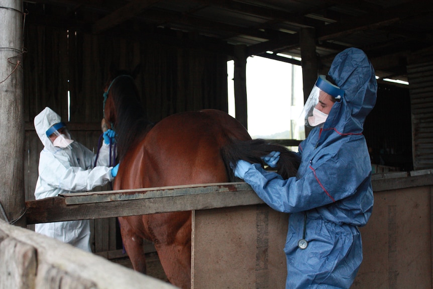 A person in a horse stable tending to a brown horse, while wearing blue PPE.