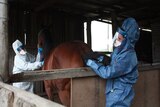 A horse owner and vet wearing personal protective equipment check the temperature of a horse.
