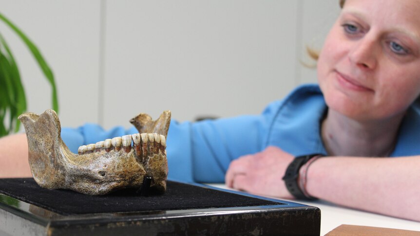 Kristina Eck looks lovingly at the jawbone of Homo heidelbergensis