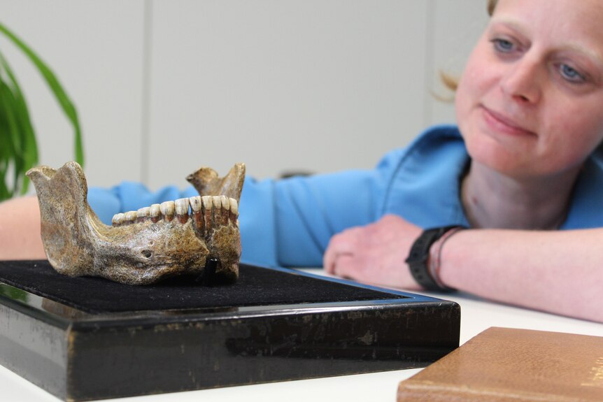 The mandible on a black cushion in the foreground and Kristina Eck looking at it thoughtfully in the background