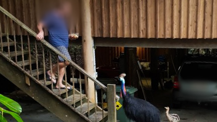 A man walks down a set of stairs carrying a bowl of chopped fruit as two cassowaries wait at the foot of the stairs.
