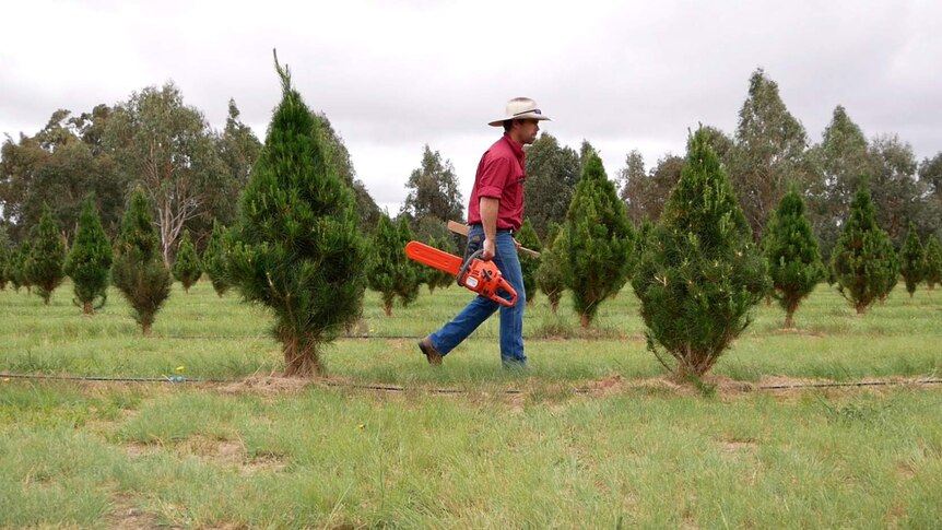A man walks through a field of pine trees with chainsaw in hand