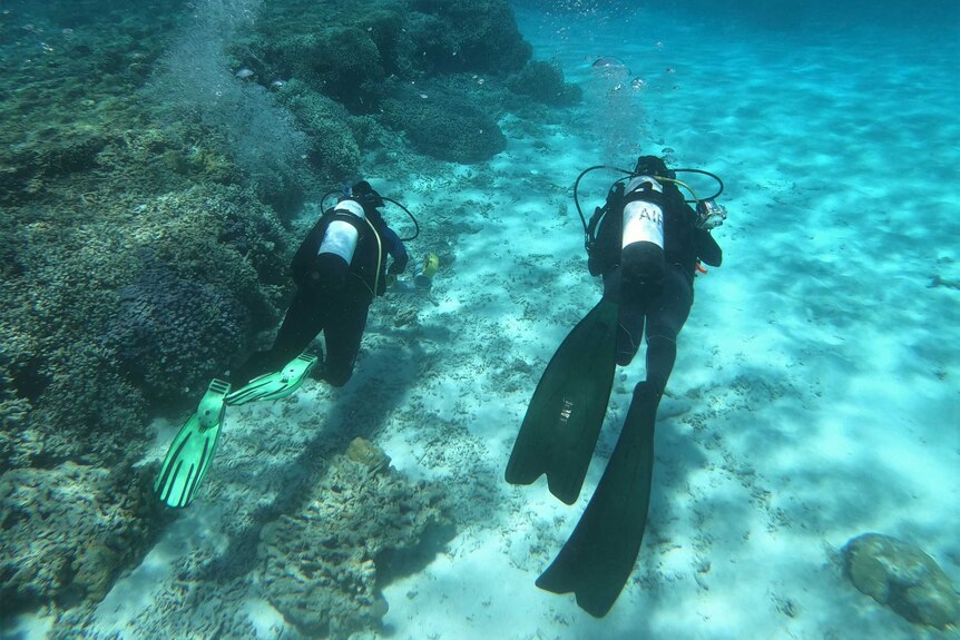 Two scuba divers swim side by side along a reef ledge.