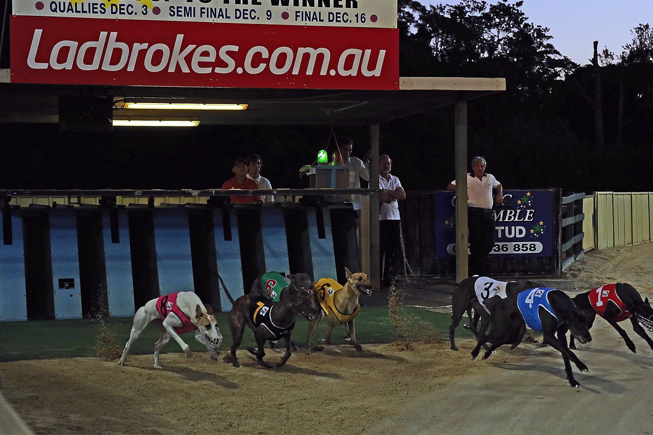 Future of NSW greyhound racing industry questioned at inquiry - ABC listen