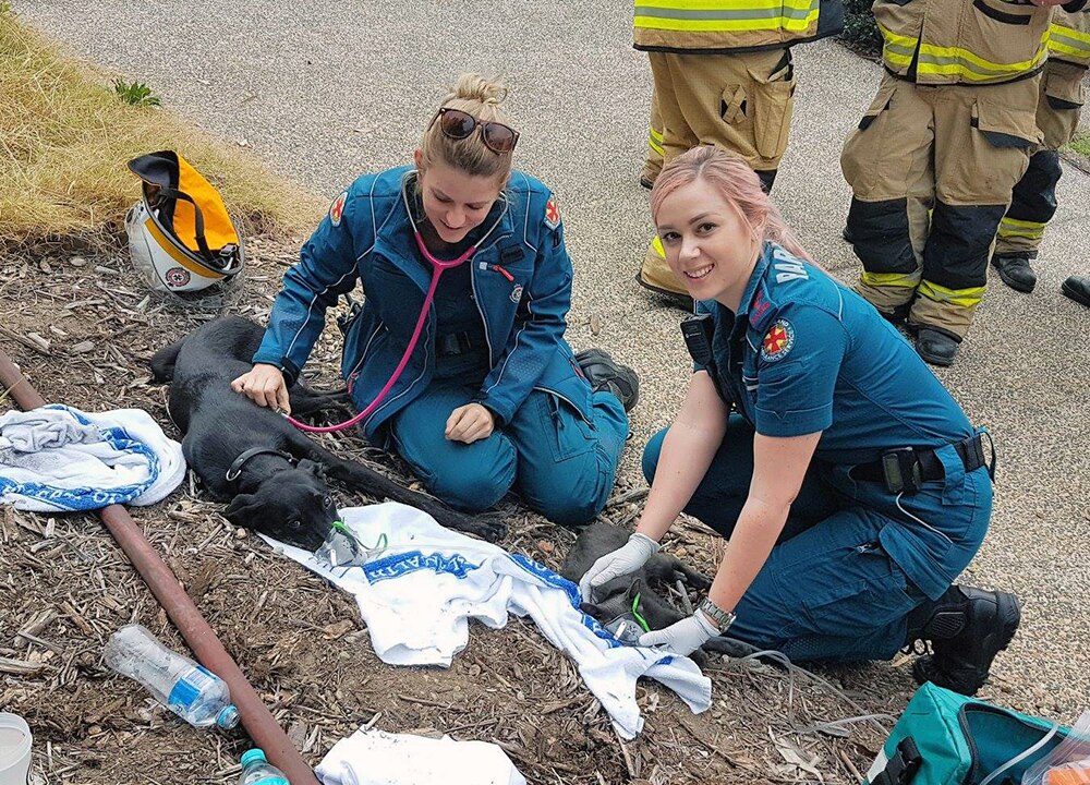 Firefighters, paramedics save puppy and kitten pulled from house fire ...