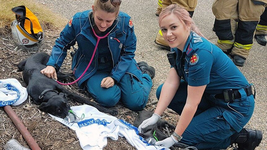 Paramedics Shelley Pringle (L) and Jenny Chesters (R) apply oxygen masks to puppy Holden and kitten Chip