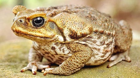 Confusion: Well-meaning toad busters are targeting native frogs instead.