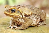 a cane toad