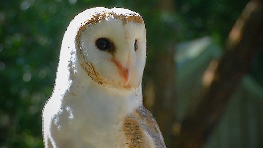 A close up of a white barn owl