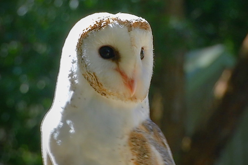 A close up of a white barn owl