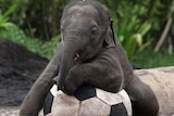 Taronga Zoo's four-month-old elephant calf Luk Chai plays with a ball