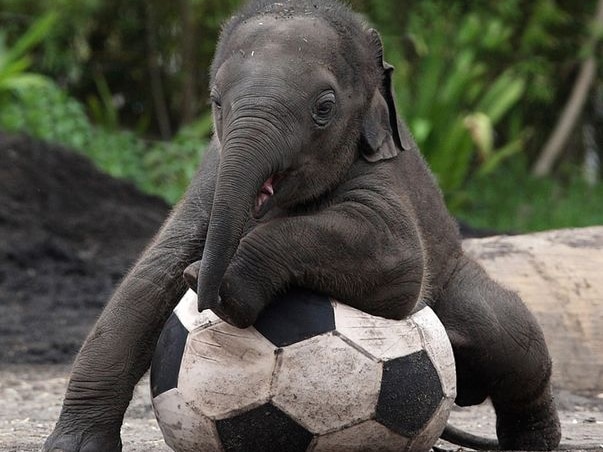 Taronga Zoo's four-month-old elephant calf Luk Chai plays with a ball