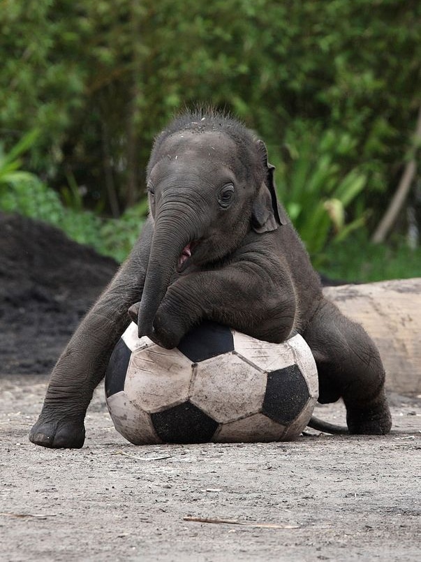 Taronga Zoo's four-month-old elephant calf Luk Chai plays with a ball