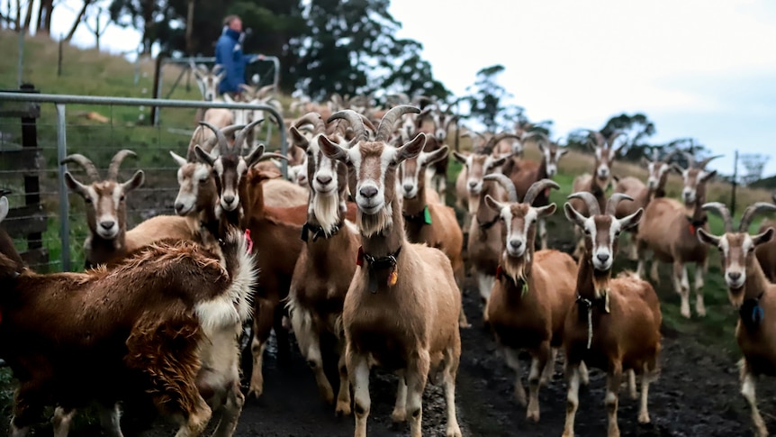 several dozen goats stare with farmer in background closing gate