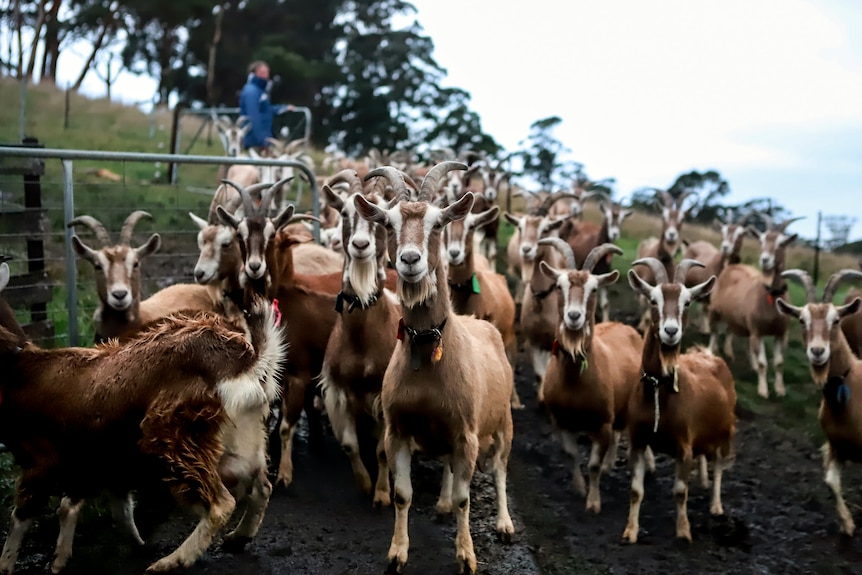 several dozen goats stare with farmer in background closing gate