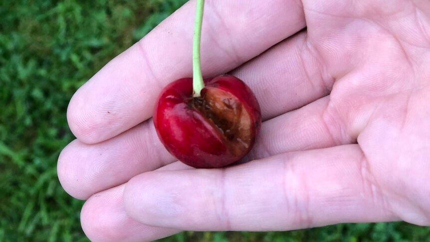 A farmer holds a split cherry in his hand.