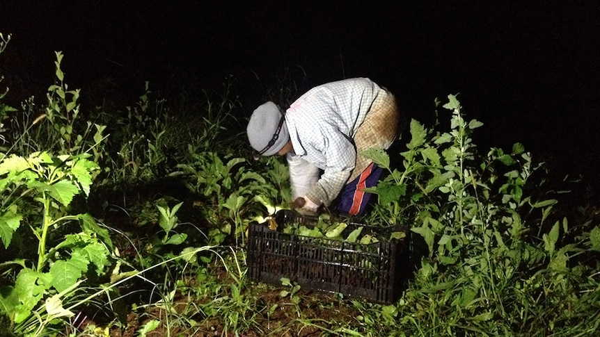 Farmer Som Young picks beetroot in her garden in the dark.