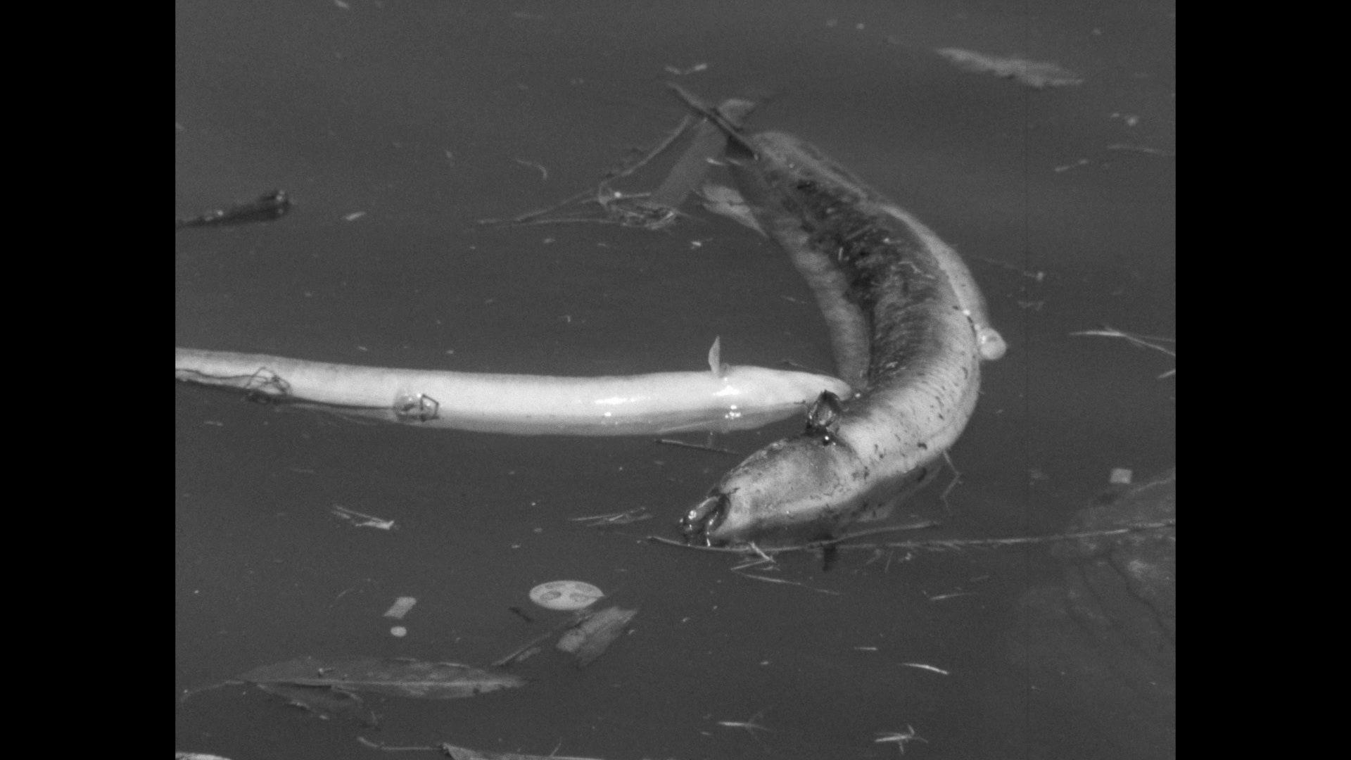 Peces muertos en el río Cooks en la década de 1960.