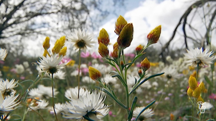 Colourful Australian wildflowers growing in paddock