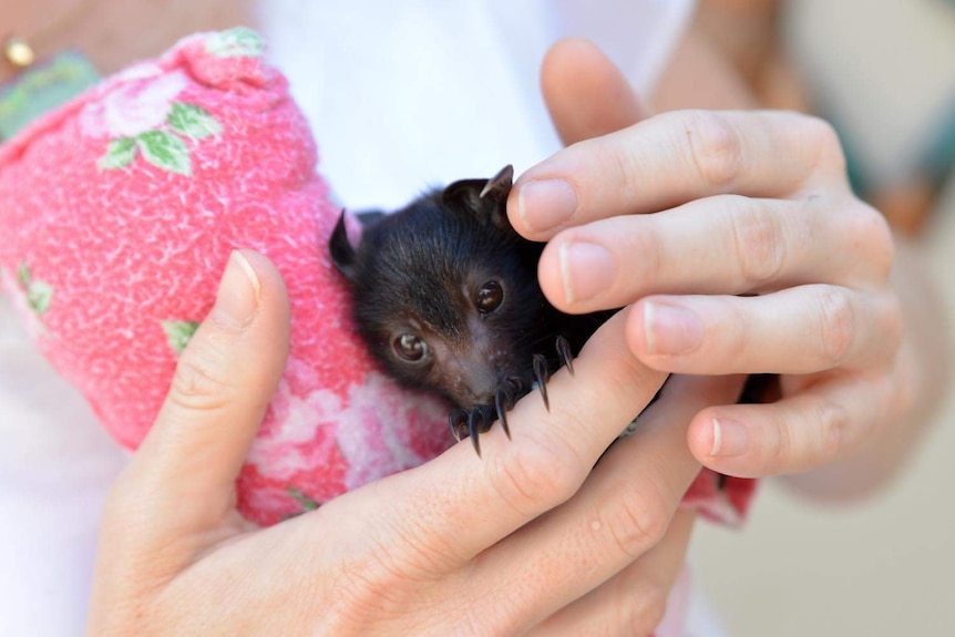 Wildlife carers say you need proper training to handle bats.