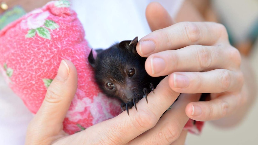 Wildlife carers say you need proper training to handle bats.